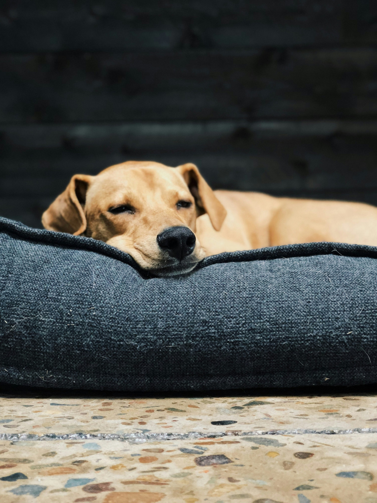 Perros, sueño, mascotas. Foto Unsplash