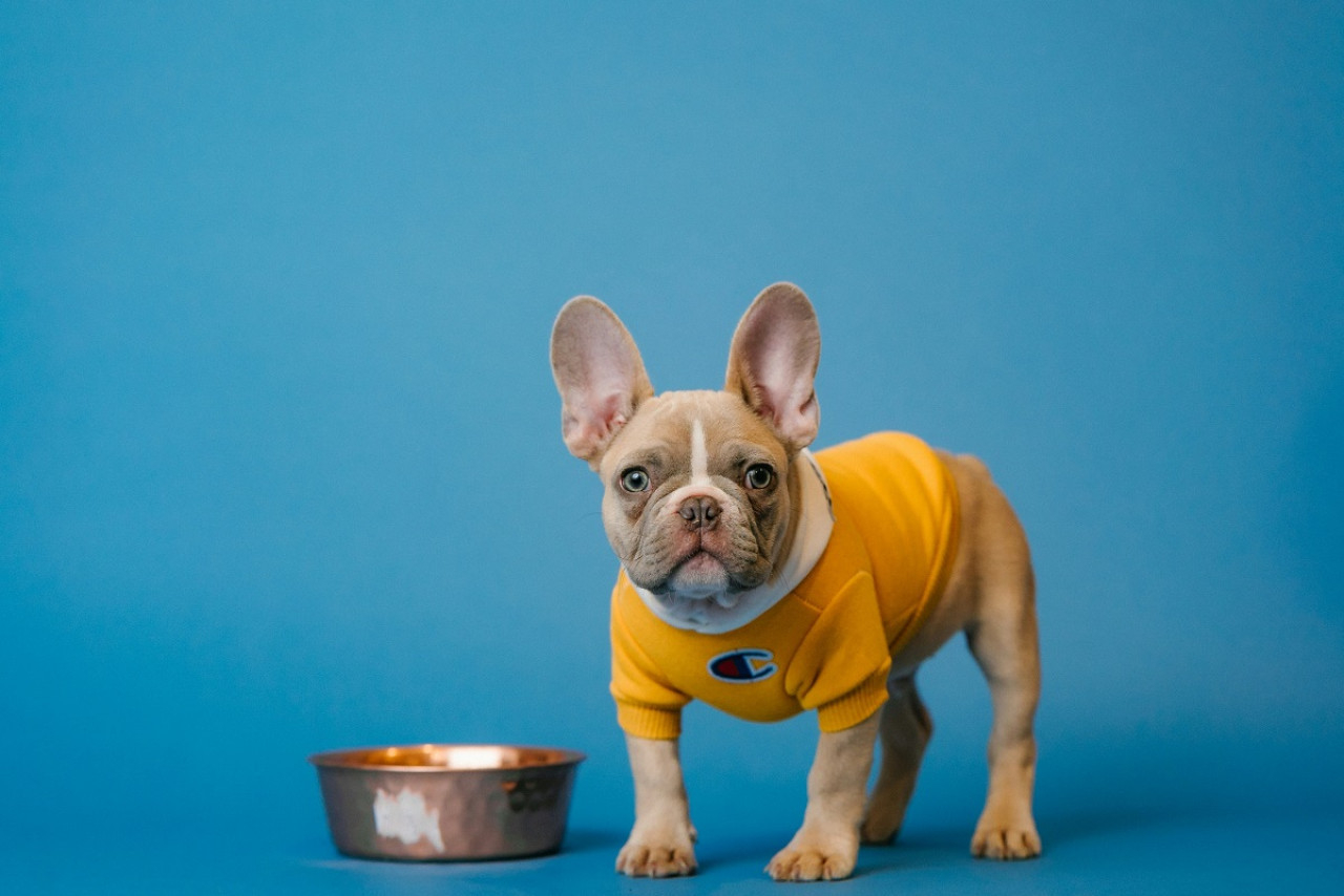 Perros; mascota. Foto: Unsplash.