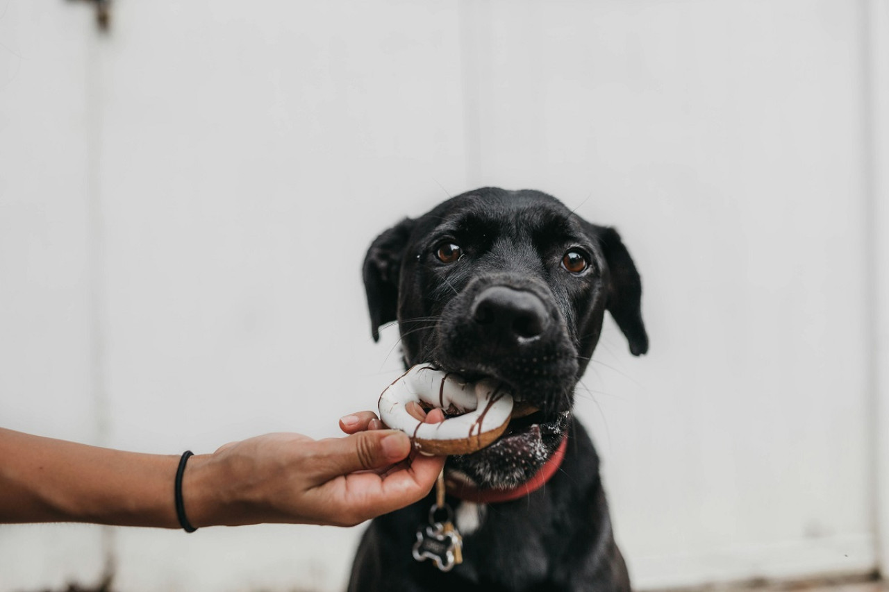 Perros; mascota. Foto: Unsplash.