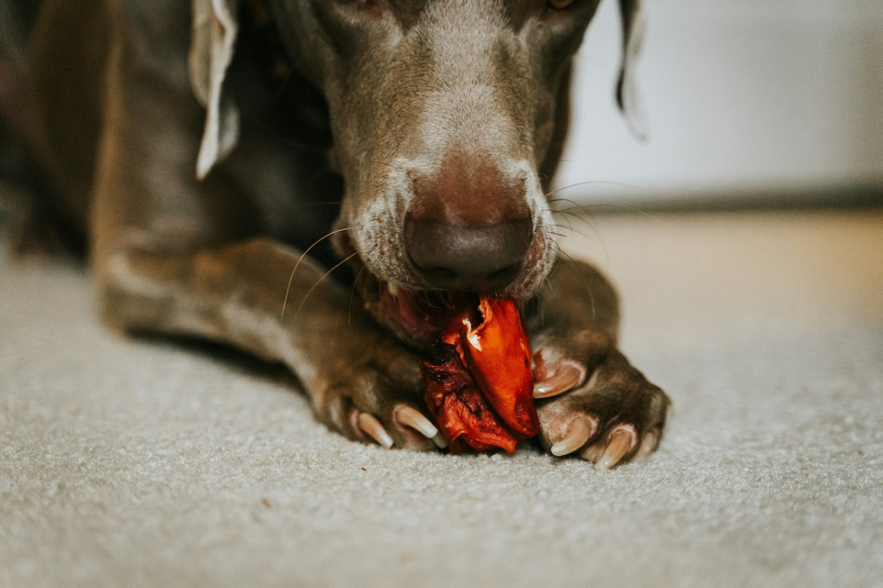 Perros; mascota. Foto: Unsplash.