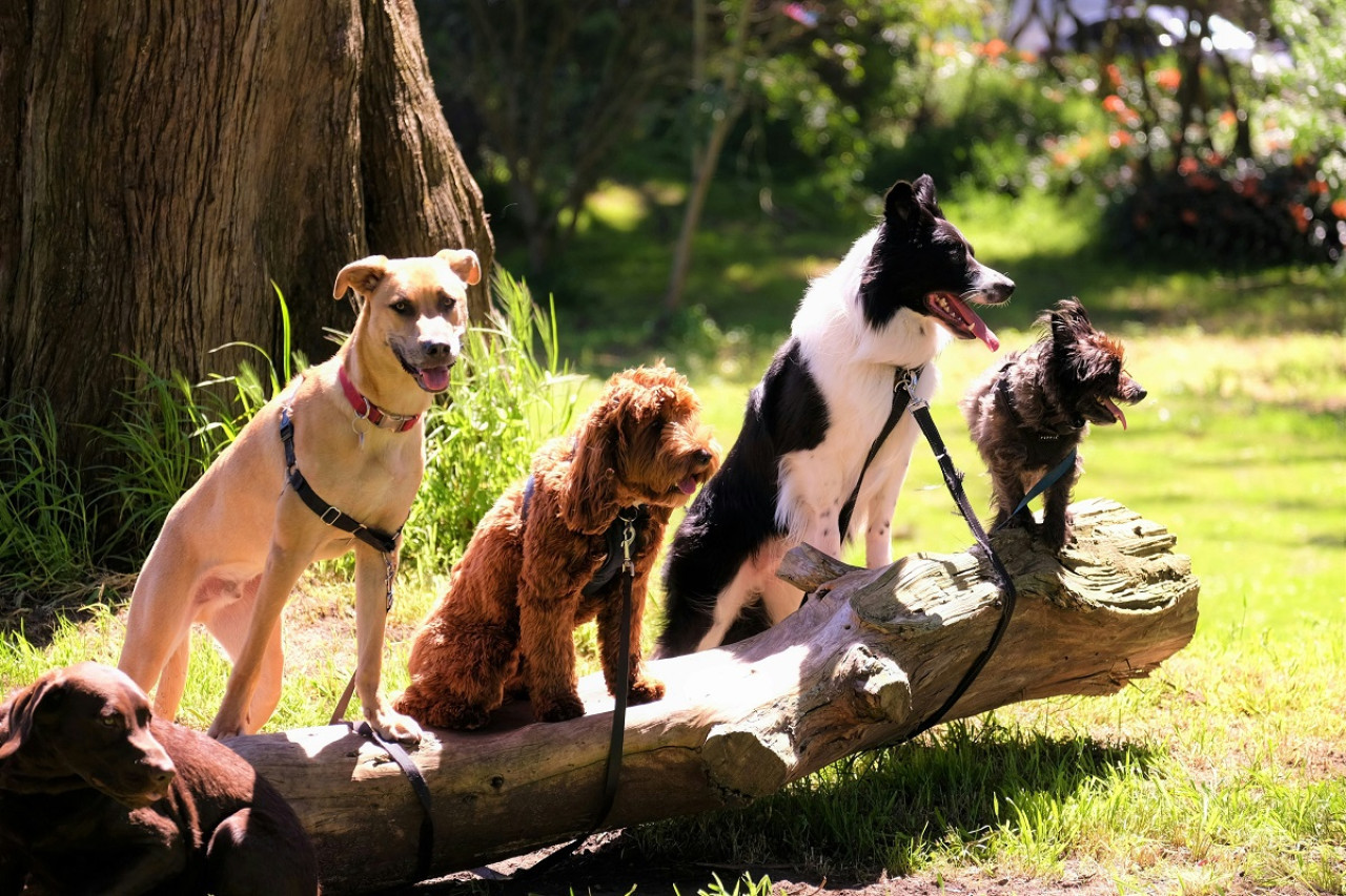 Perros; mascotas. Foto: Unsplash.