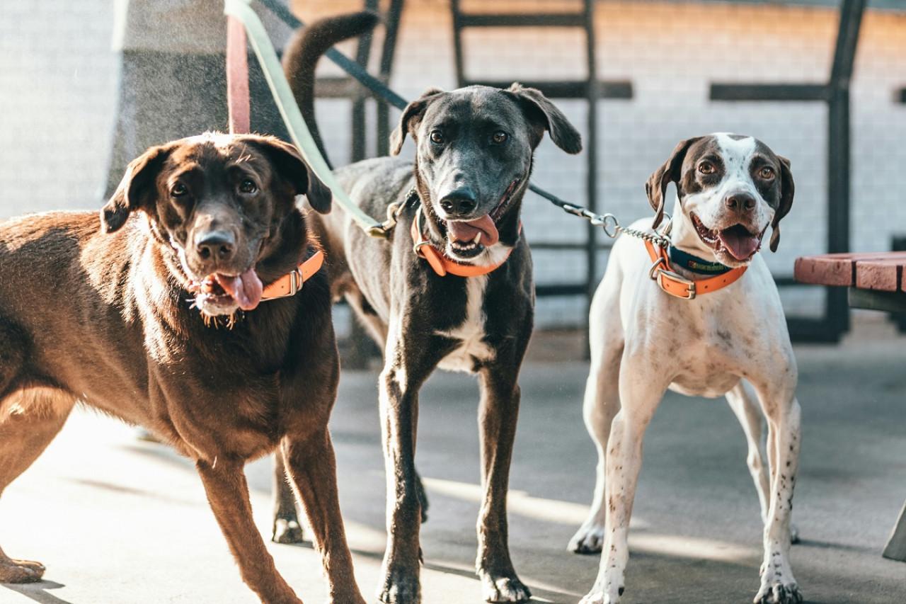 Perros; mascotas. Foto: Unsplash.