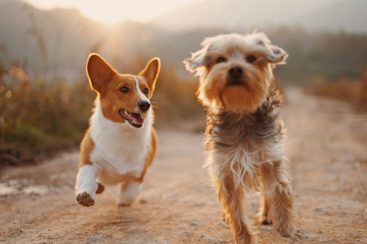 Perros; mascotas. Foto: Unsplash.