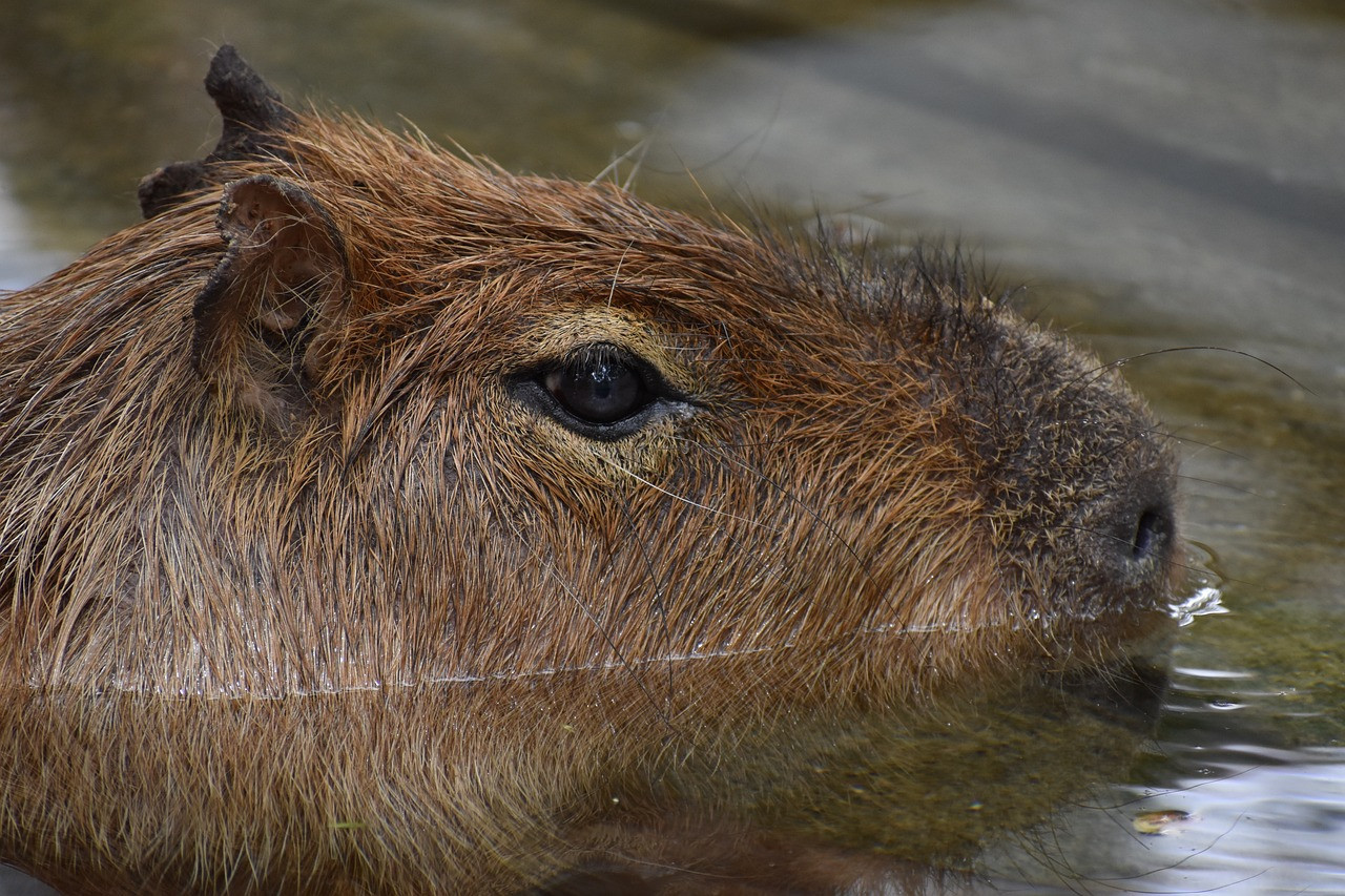 Carpinchos, animales. Foto: Pixabay.