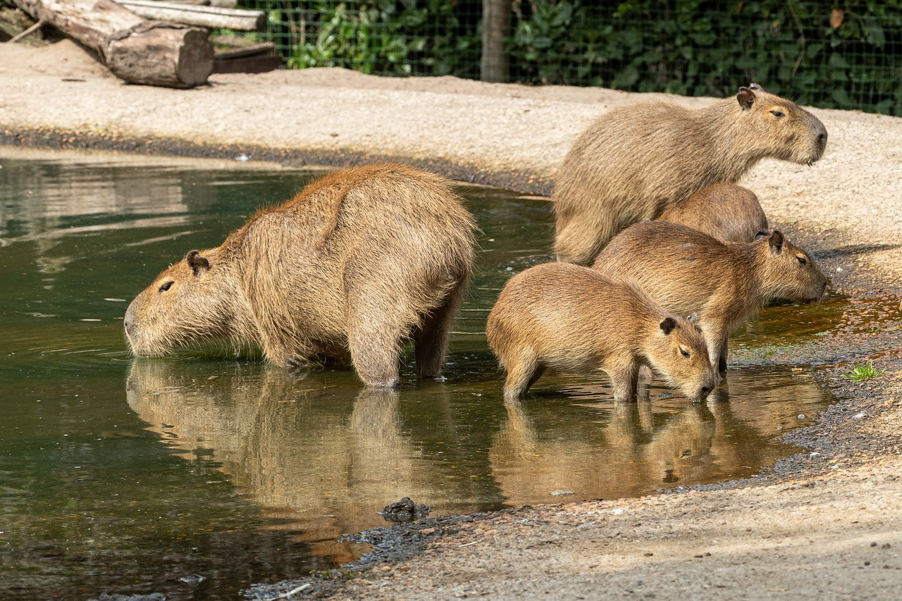 Carpinchos, animales. Foto: Pixabay.