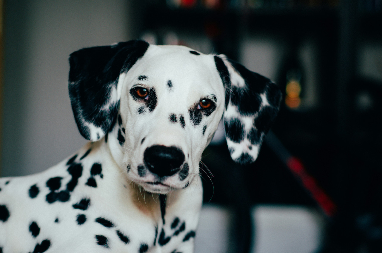 Perro. Fuente: Unsplash