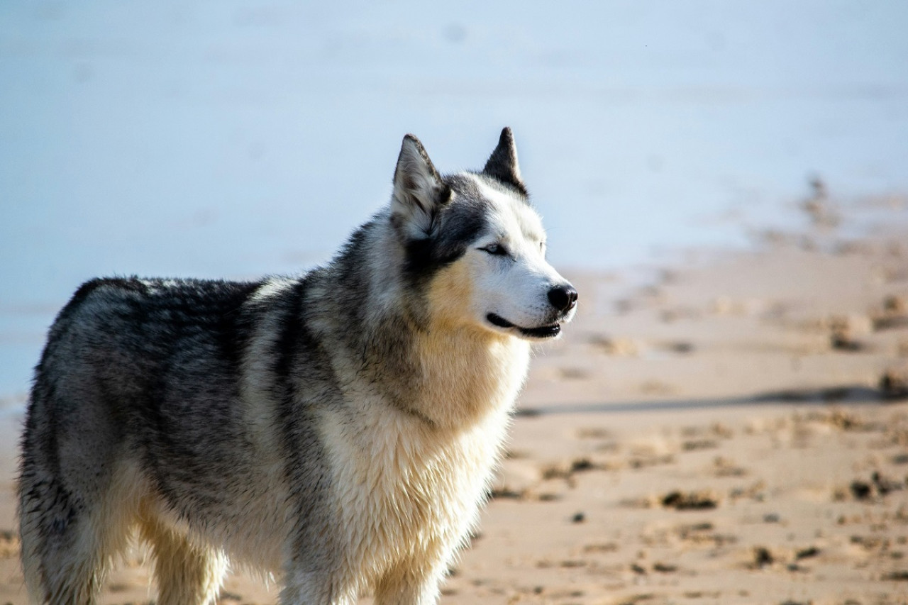 Raza Huskies. Foto: Unsplash.