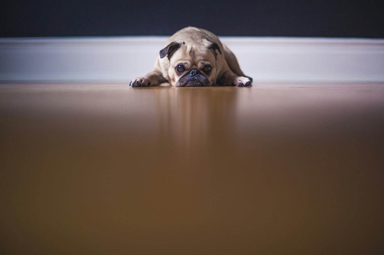 Raza Pugs. Foto: Unsplash.