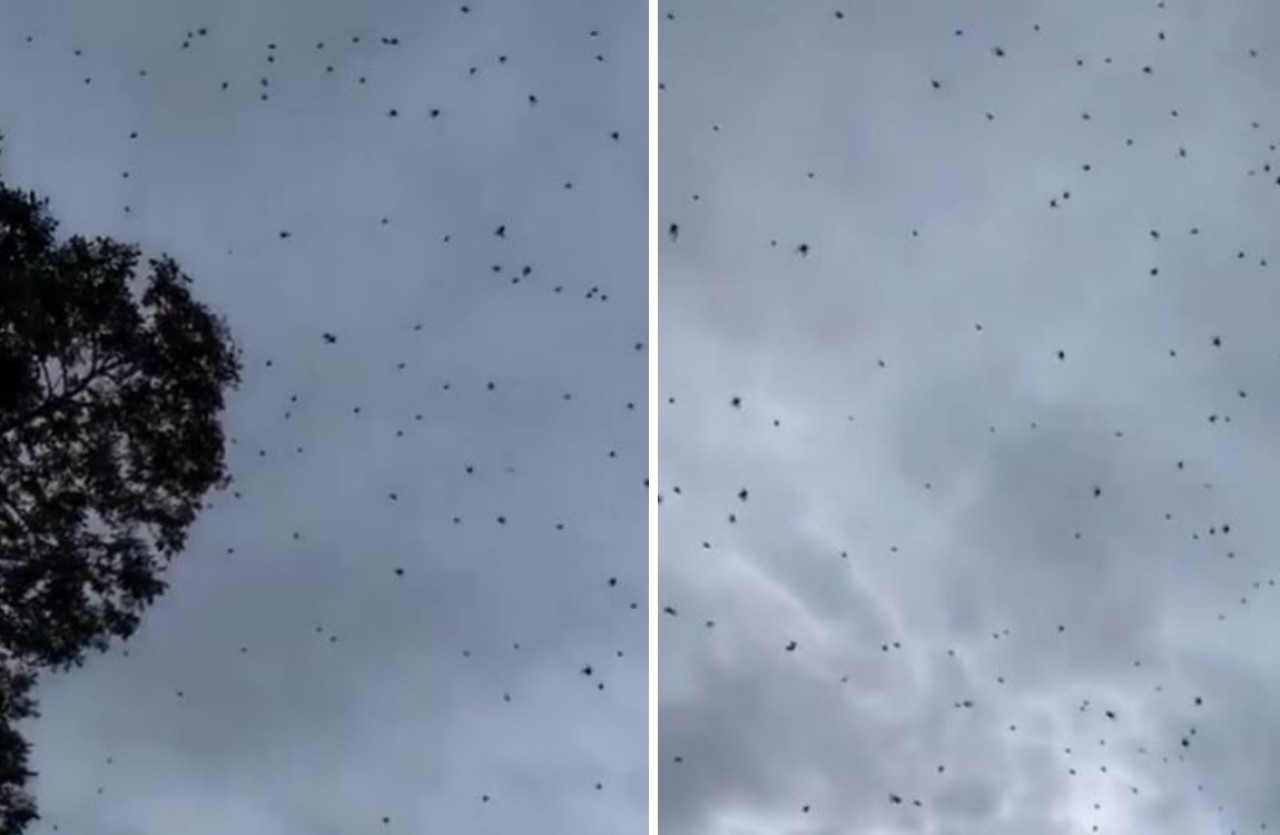 Lluvia de arañas en Brasil. Foto: capturas de video.