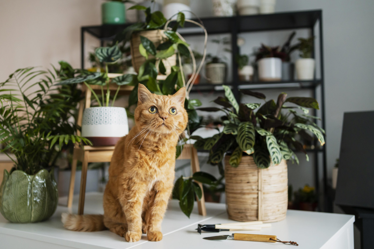 Mascotas, gato, plantas. Foto: Freepik.