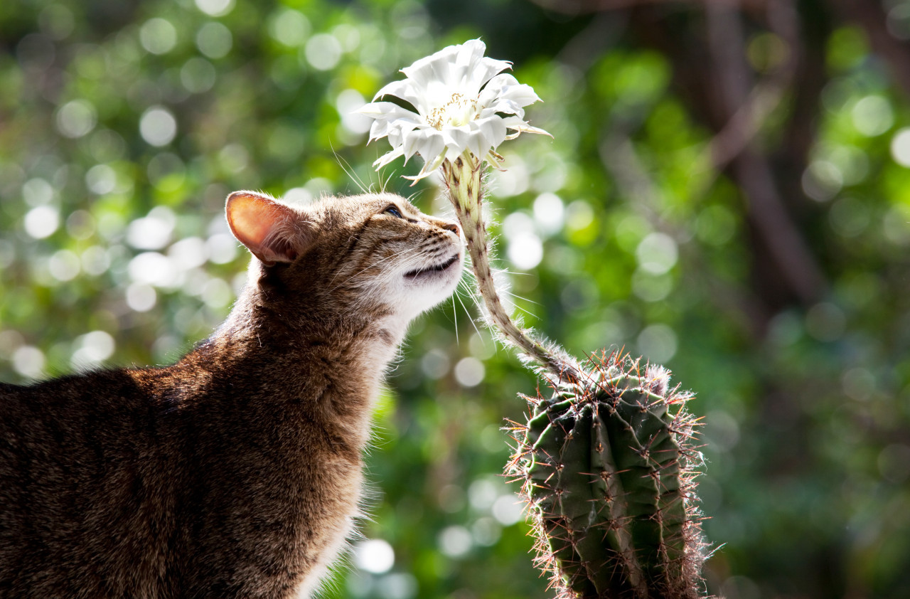 Mascotas, gato, plantas. Foto: Freepik.