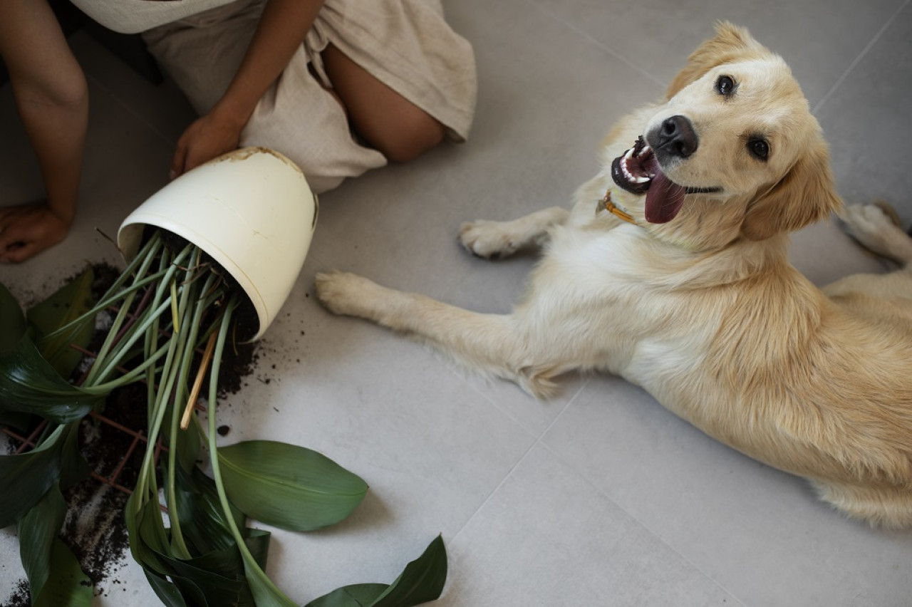 Mascotas, perro, plantas. Foto: Freepik.