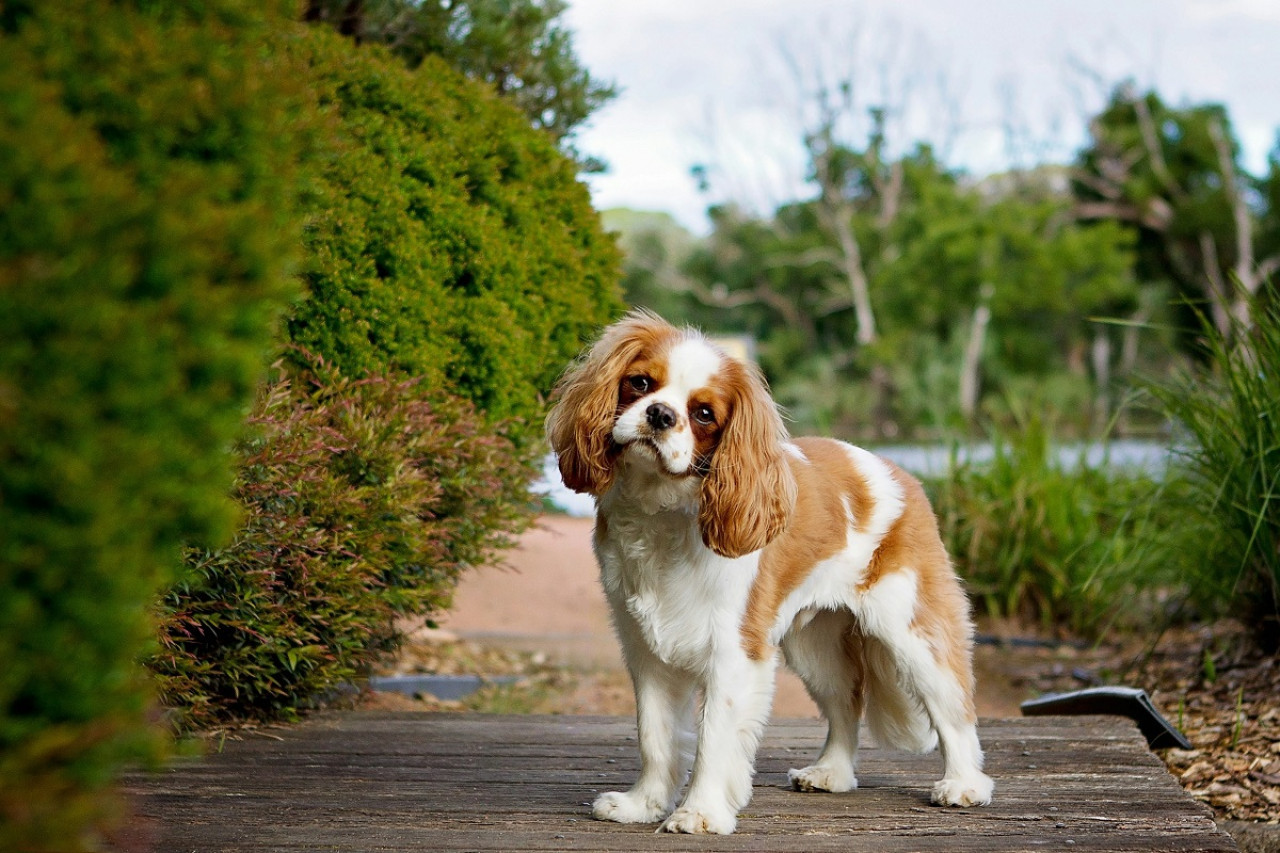 Perros; mascotas. Foto: Unsplash.