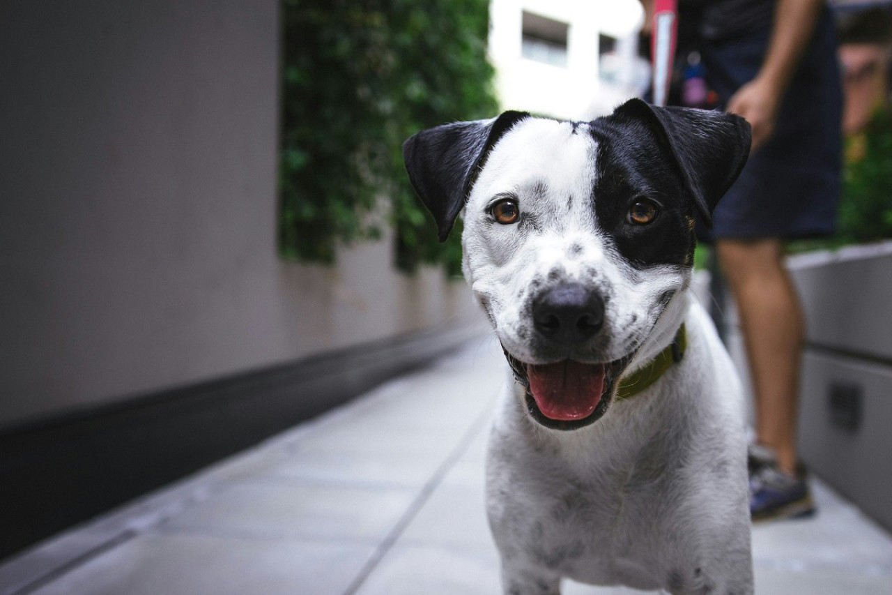 Perros; mascotas. Foto: Unsplash.