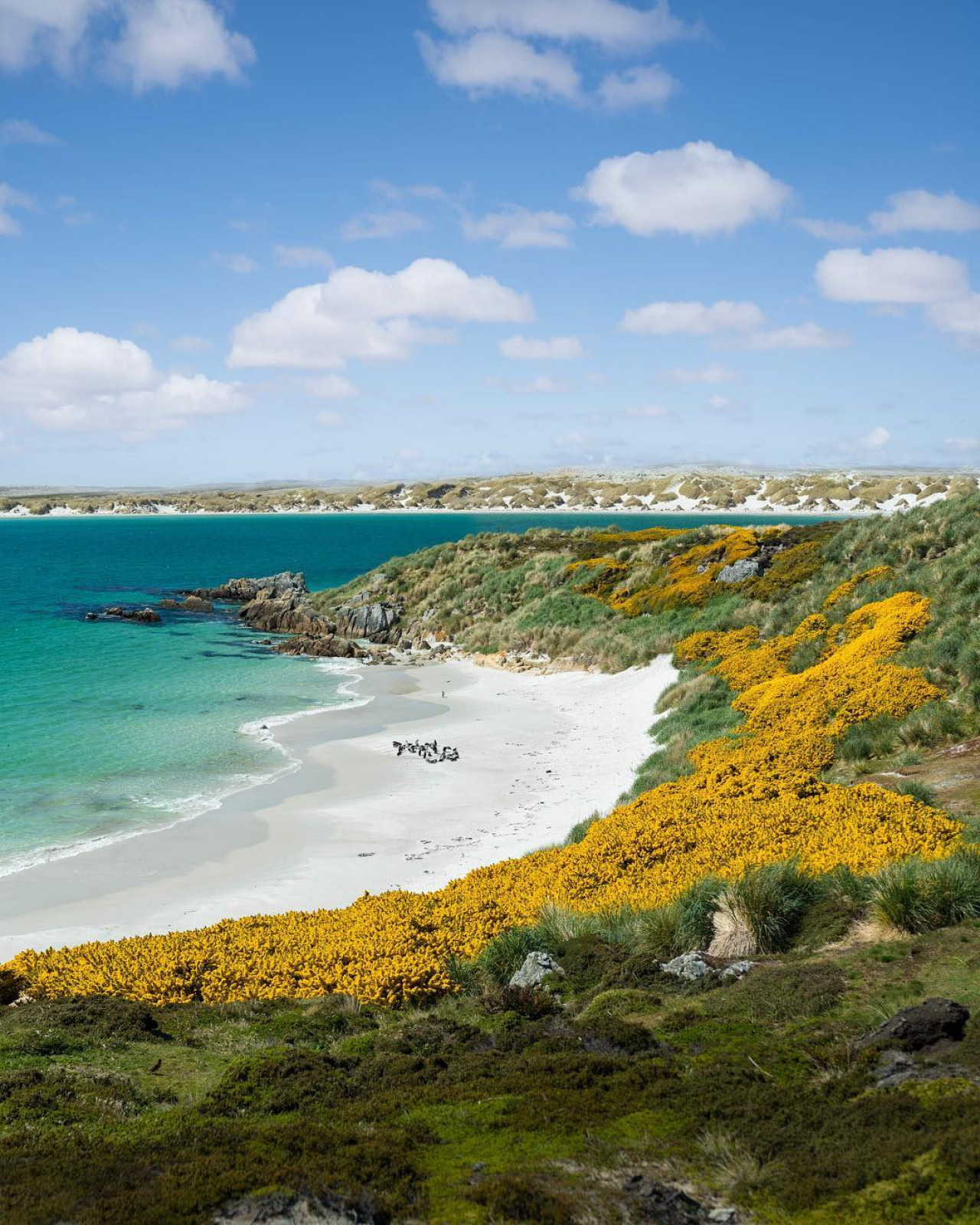 Gypsy Cove, Islas Malvinas. Foto Instagram @gettingstamped