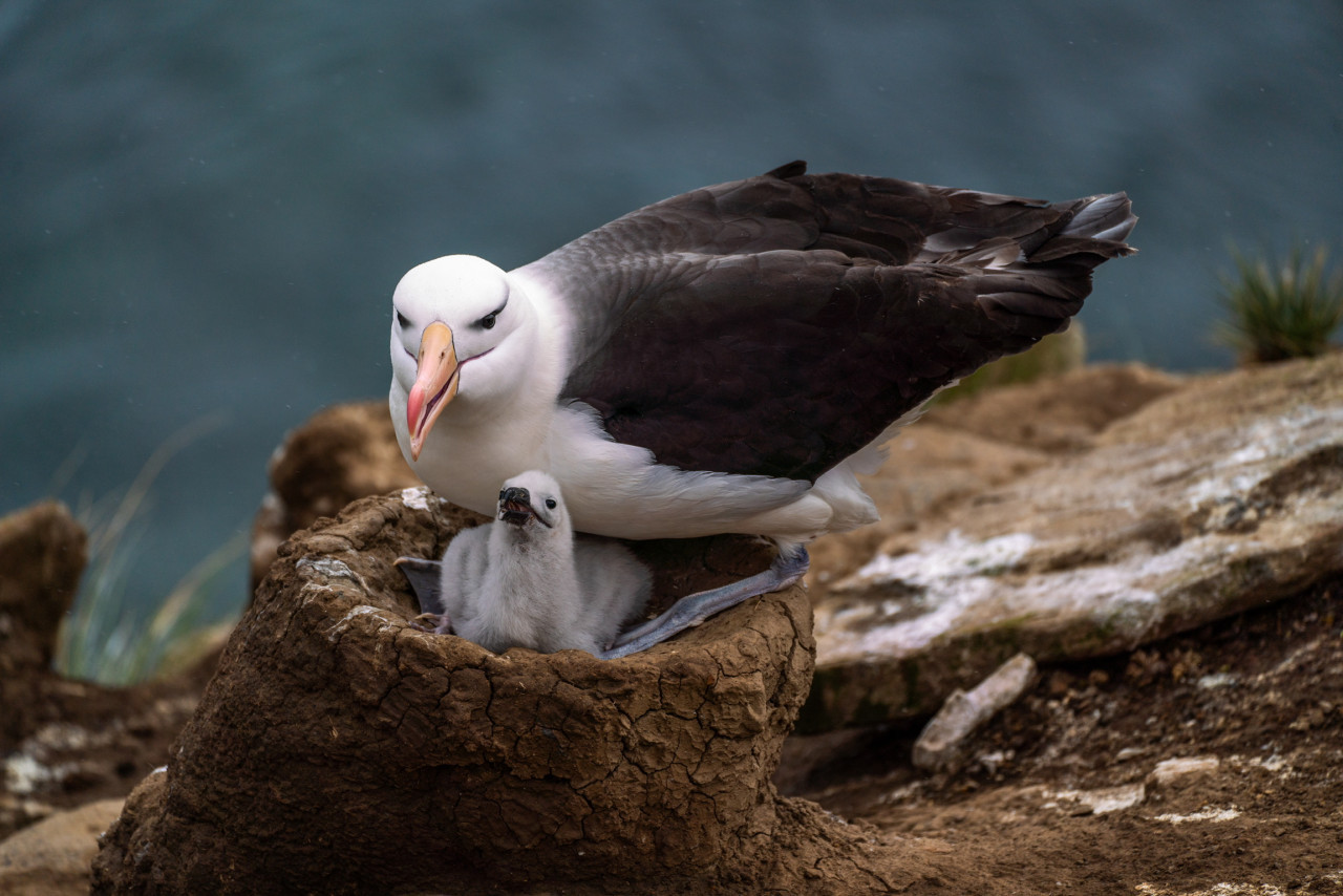 Albatro de ceja negra en la Isla Trinidad. Foto Nico Marin