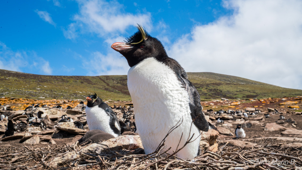 Pingüinos saltarrocas en la Isla Trinidad. Foto Nico Marin