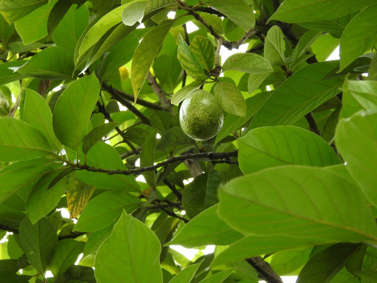 Árbol nogal (Juglans regia). Foto: Unsplash.