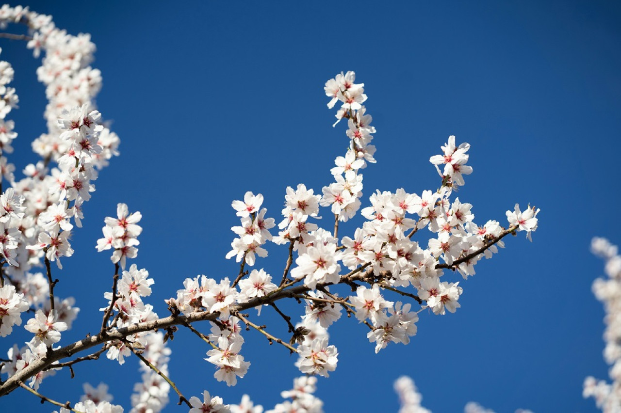 Árbol almendro (Prunus dulcis). Foto: Unsplash.