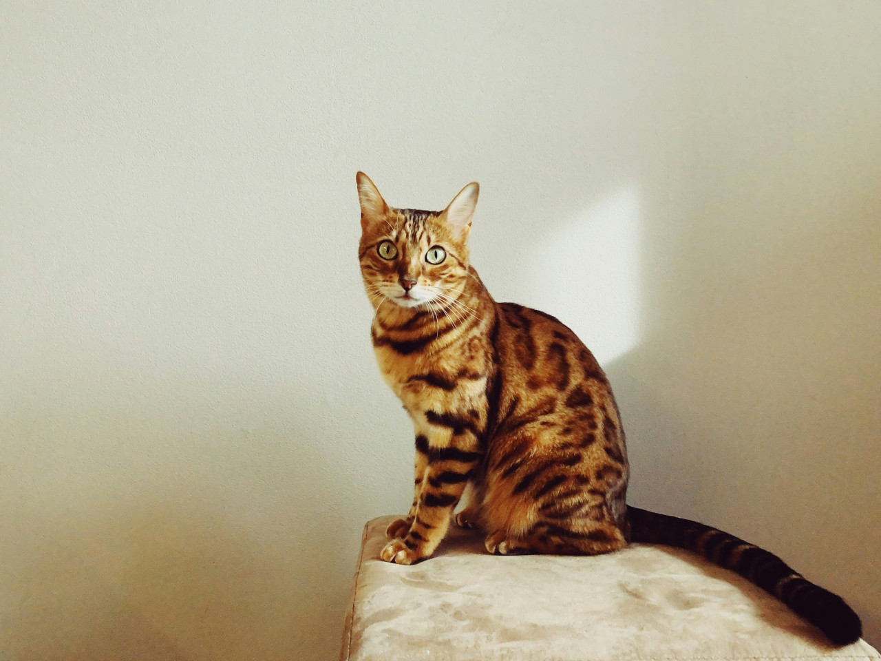 Gato bengalí. Foto Unsplash