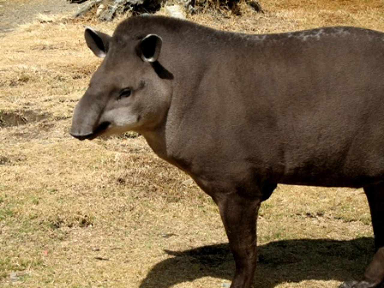 Tapir sudamericano. Foto: Wikipedia.