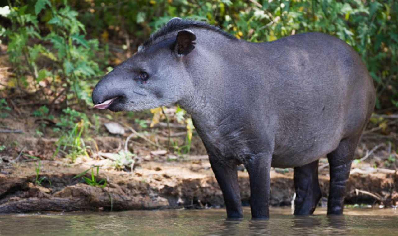 Tapir sudamericano. Foto: Noticias Ambientales.