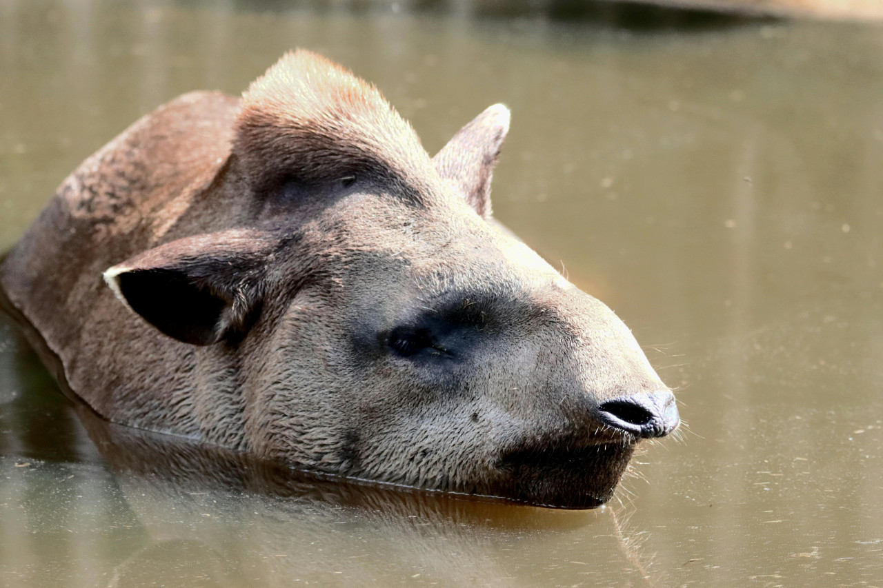 Tapir sudamericano. Foto: Pexels.