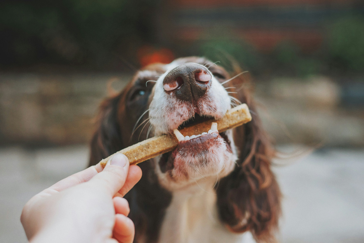 Perro, animales, comida. Foto: Unsplash.