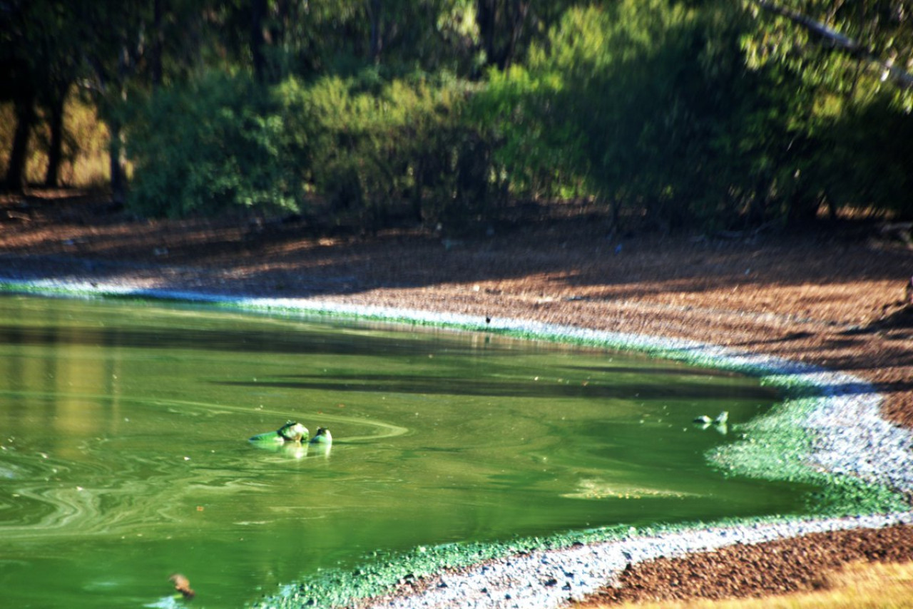 Presencia de cianobacterias en el río Uruguay. Foto: X @EntreRiosAhora_