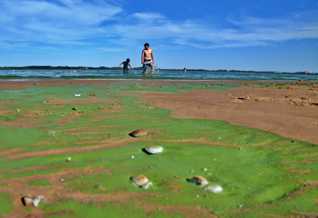 Las playas inectadas de cianobacterias en el río Uruguay. Foto: X @EntreRiosAhora_