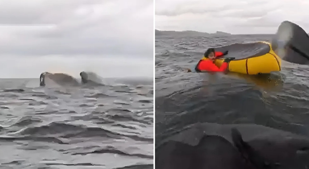 Susto en el Estrecho de Magallanes: hacía packrafting y fue tragado por una ballena que luego lo expulsó. Foto captura.