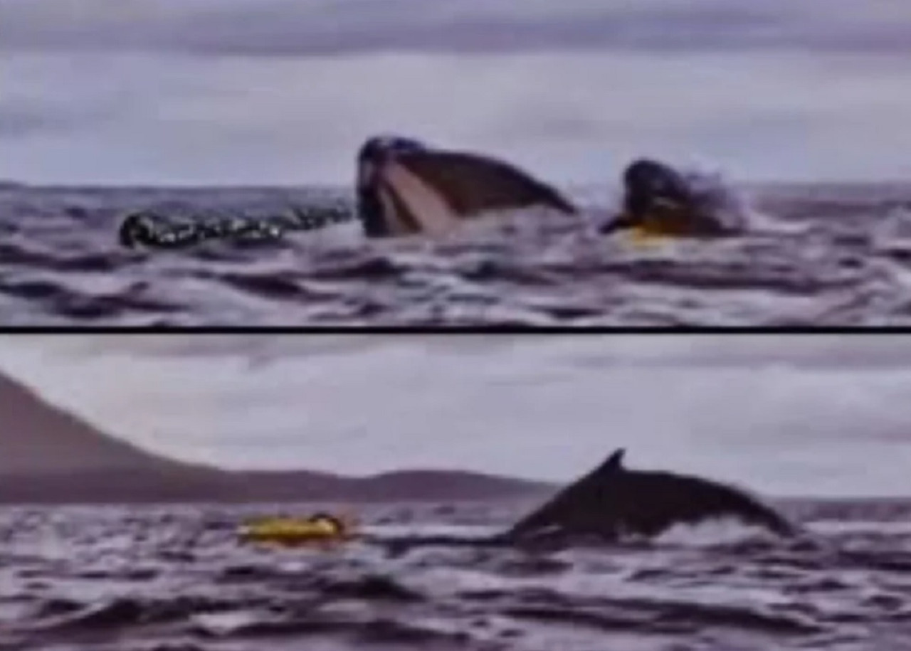 Susto en el Estrecho de Magallanes: hacía packrafting y fue tragado por una ballena que luego lo expulsó. Foto captura.