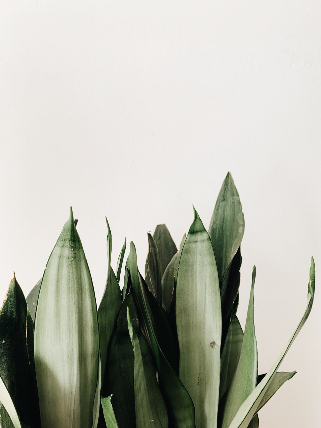 Aspidistra. Foto Unsplash