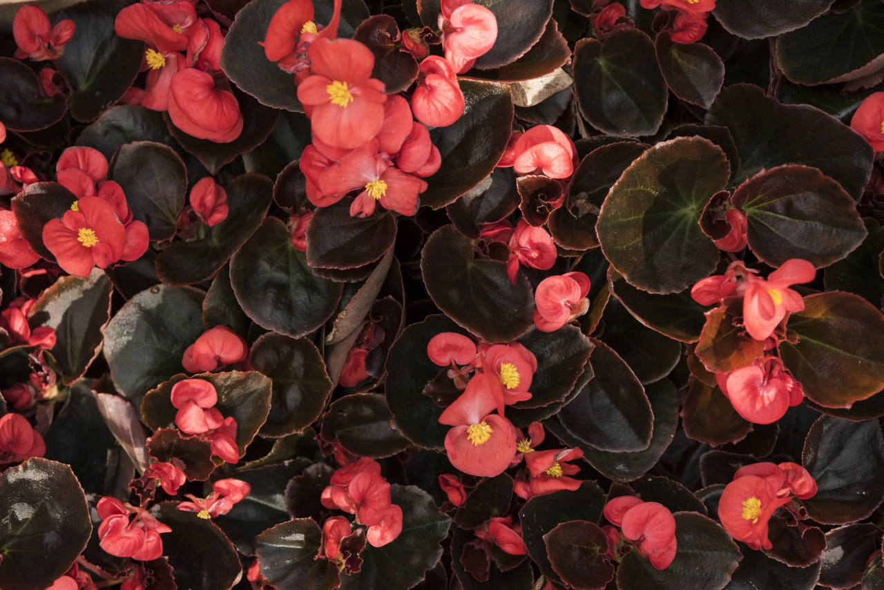 Begonias. Foto Unsplash