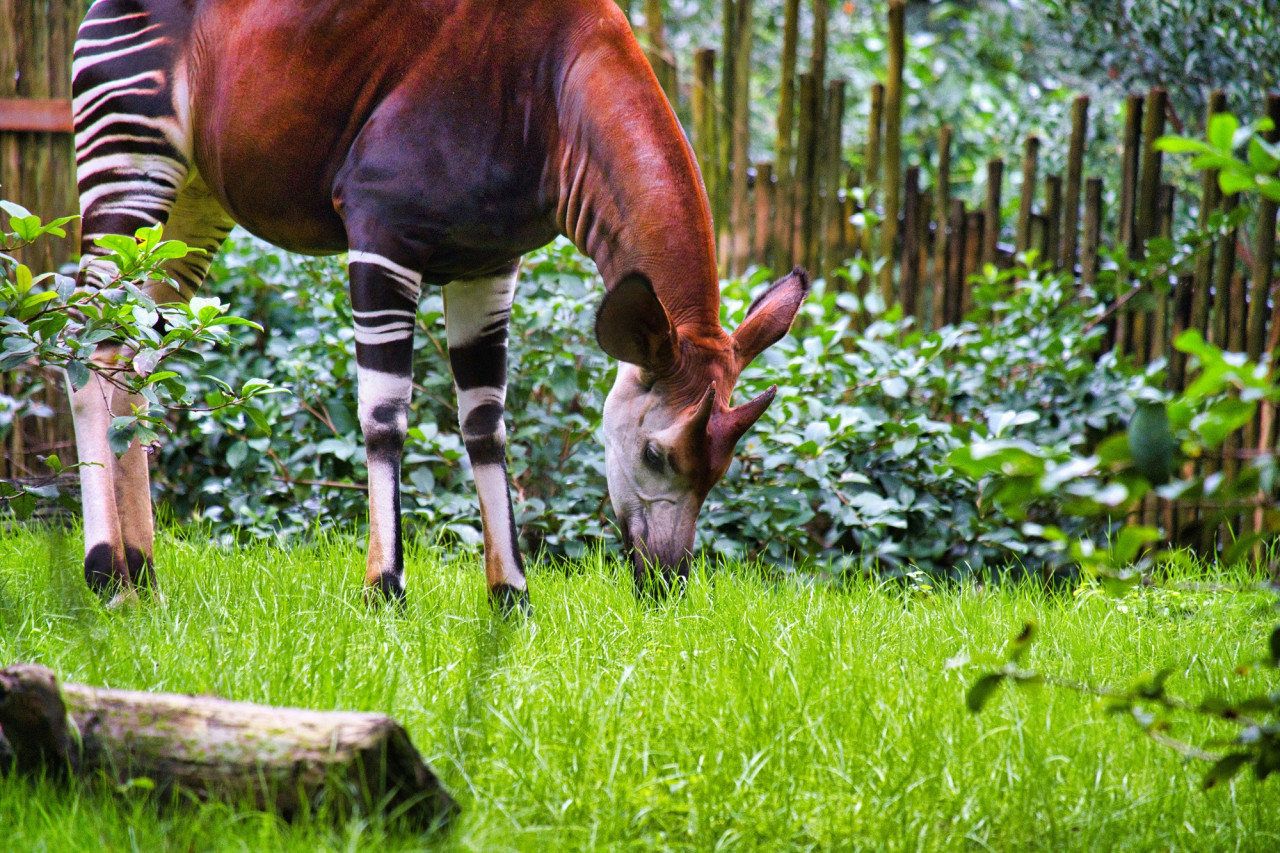 Okapi. Foto Unsplash