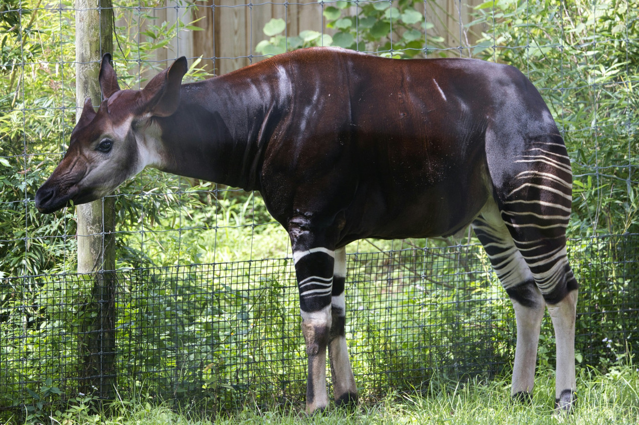 Okapi. Foto Unsplash