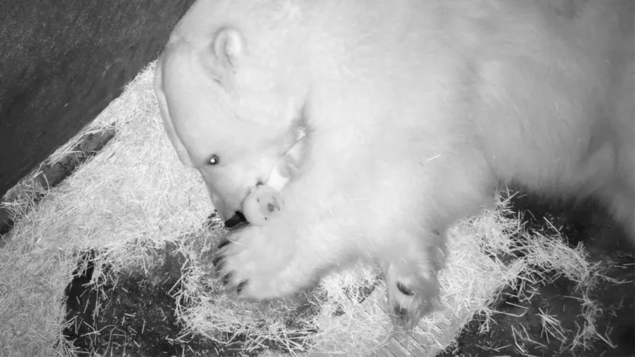 Oso polar nacido en Brasil. Foto: Gentileza BBC.