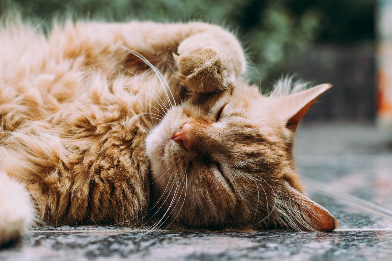 Gato. Foto Unsplash