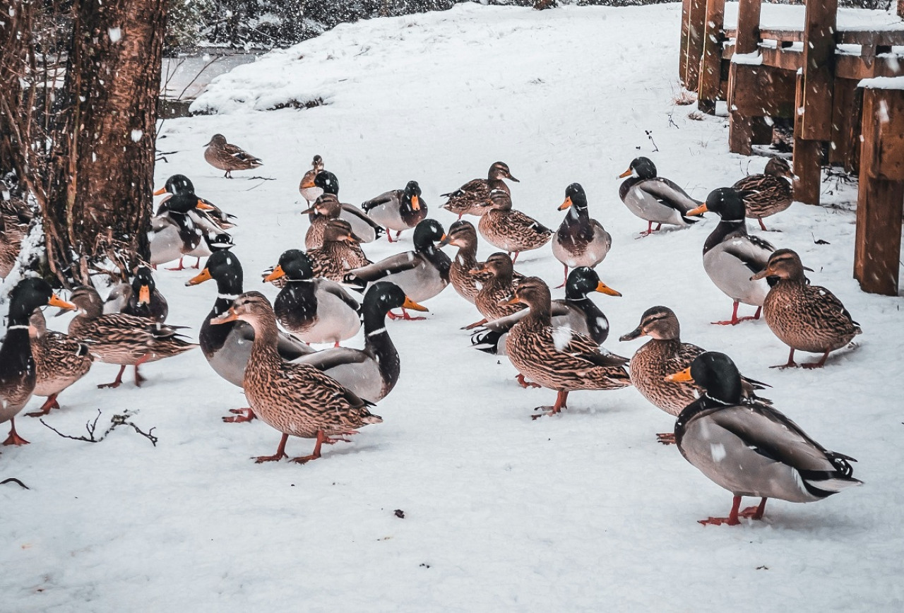 Patos. Foto: Foto: Unsplash.