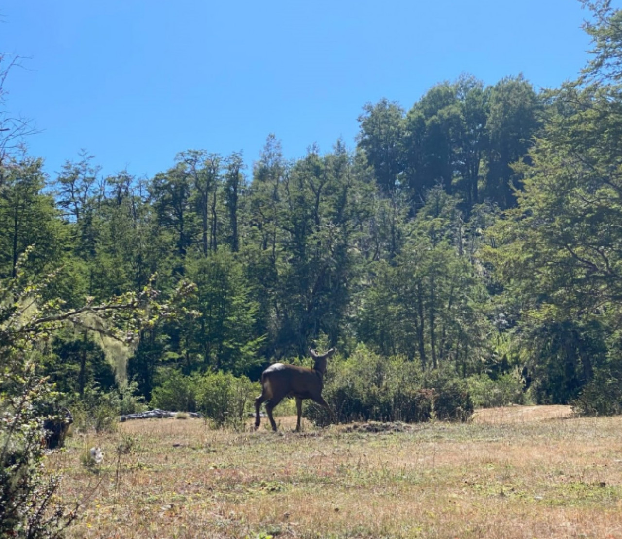 Apareció un huemul en el Parque Nacional Lanín tras 30 años de ausencia. Foto argentina.gob.ar