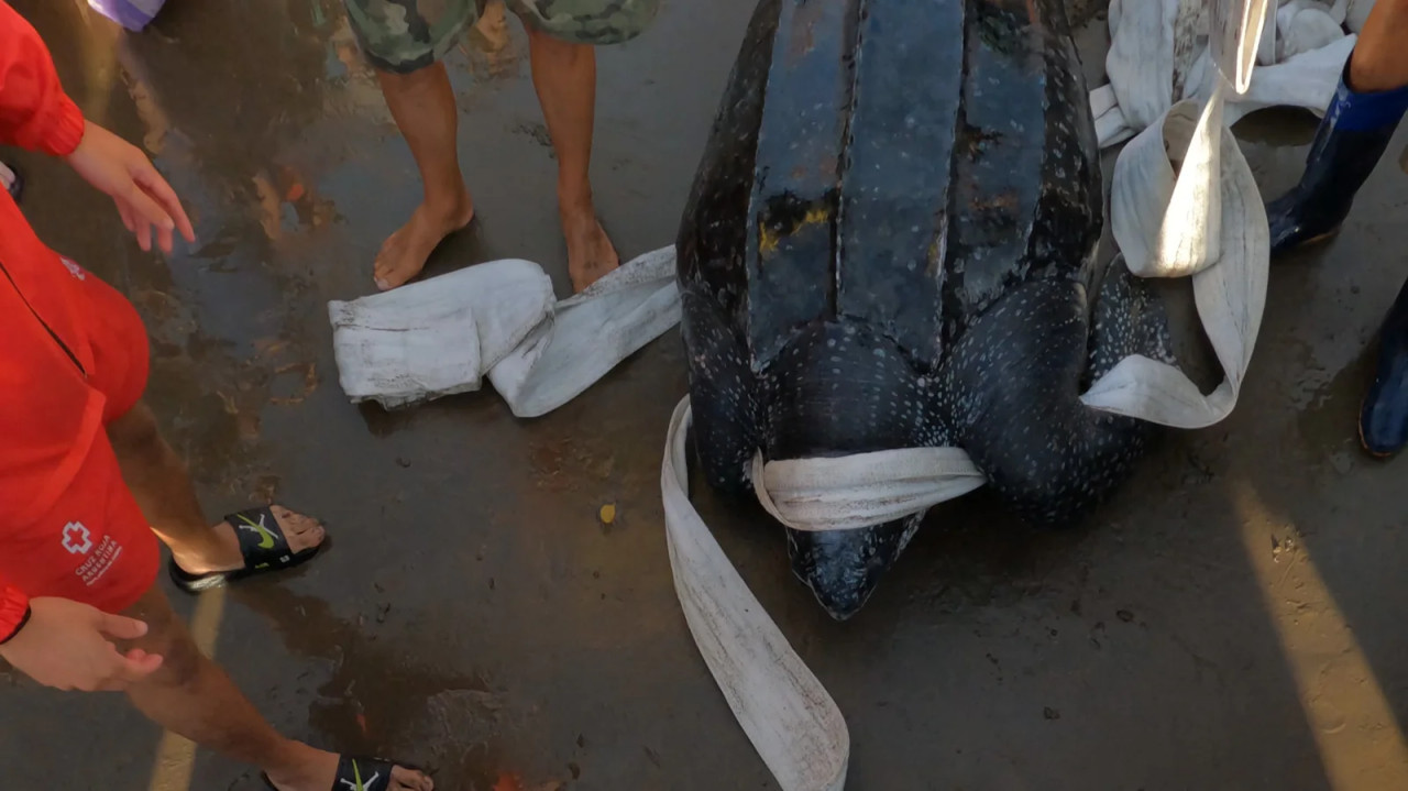 Aparecieron siete tortugas Laúd muertas en distintos puntos del Partido de La Costa. Foto: Mundo Marino.