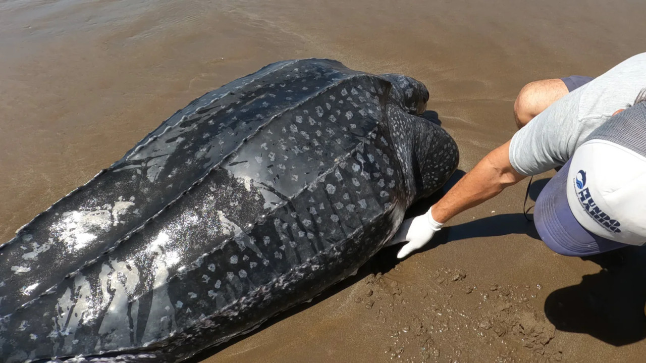 Aparecieron siete tortugas Laúd muertas en distintos puntos del Partido de La Costa. Foto: Mundo Marino.