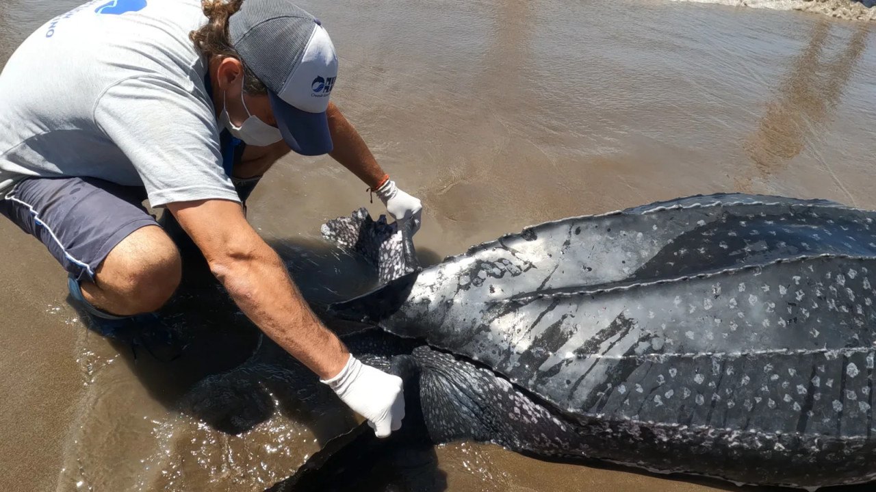 Aparecieron siete tortugas Laúd muertas en distintos puntos del Partido de La Costa. Foto: Mundo Marino.