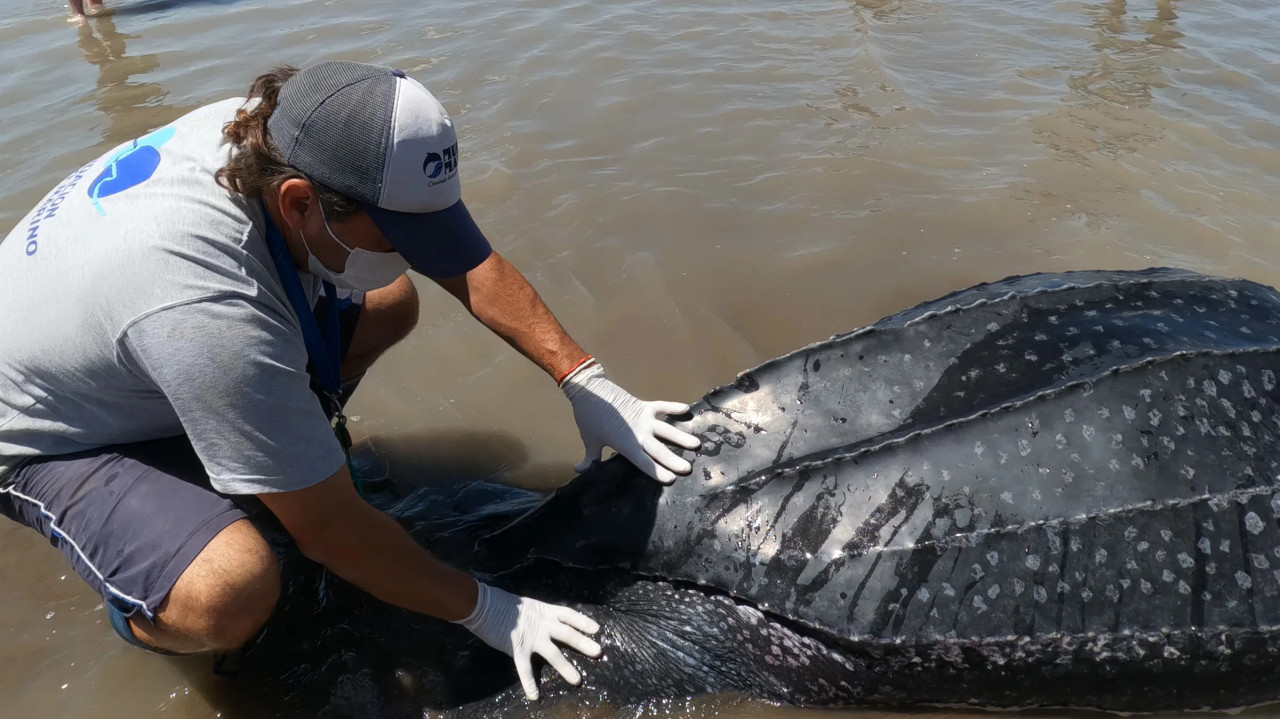 Aparecieron siete tortugas Laúd muertas en distintos puntos del Partido de La Costa. Foto: Mundo Marino.