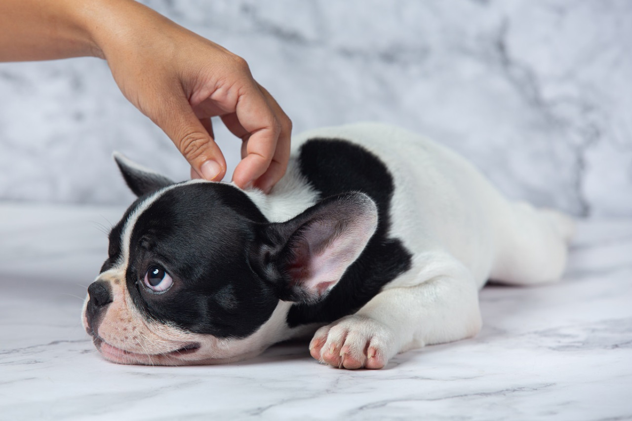 Perros; mascotas. Foto: Freepik.