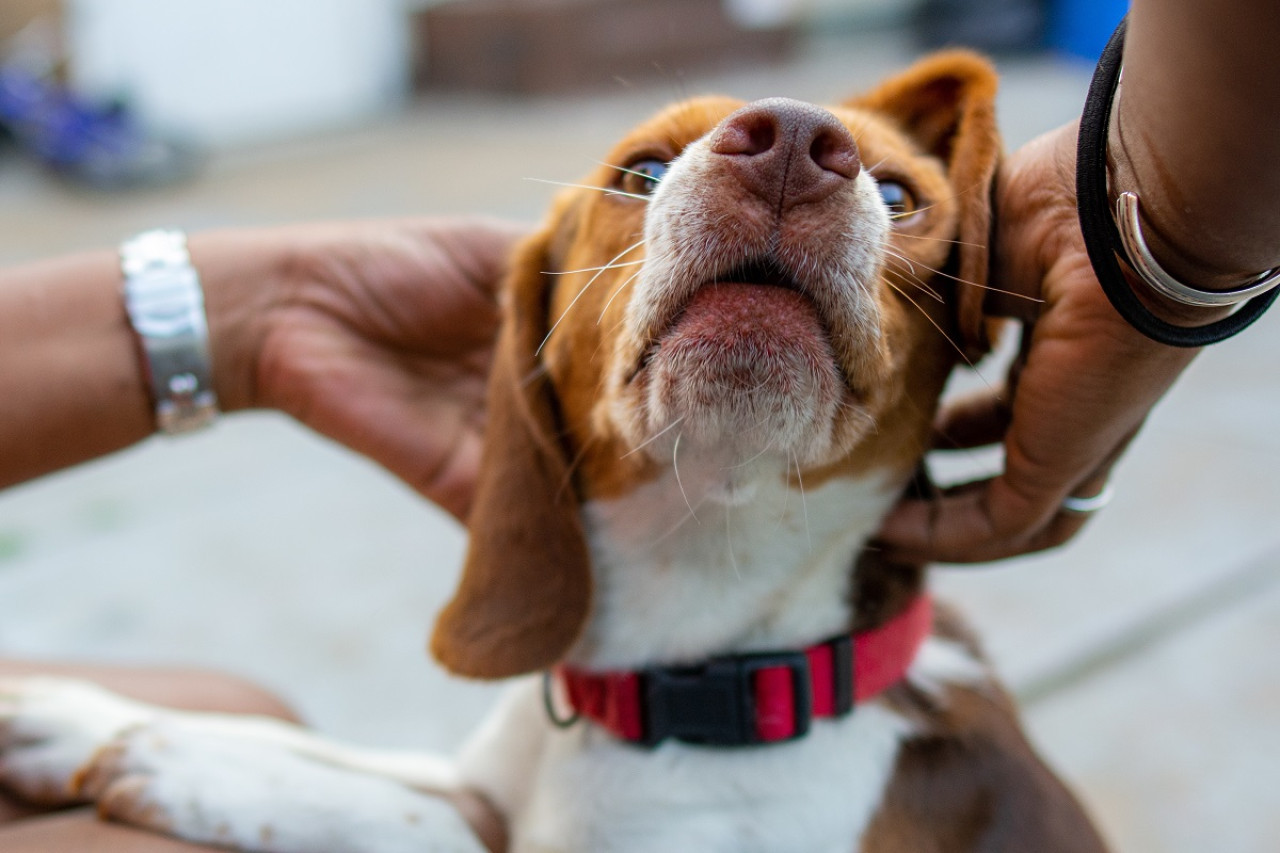 Perros; mascotas. Foto: Freepik.