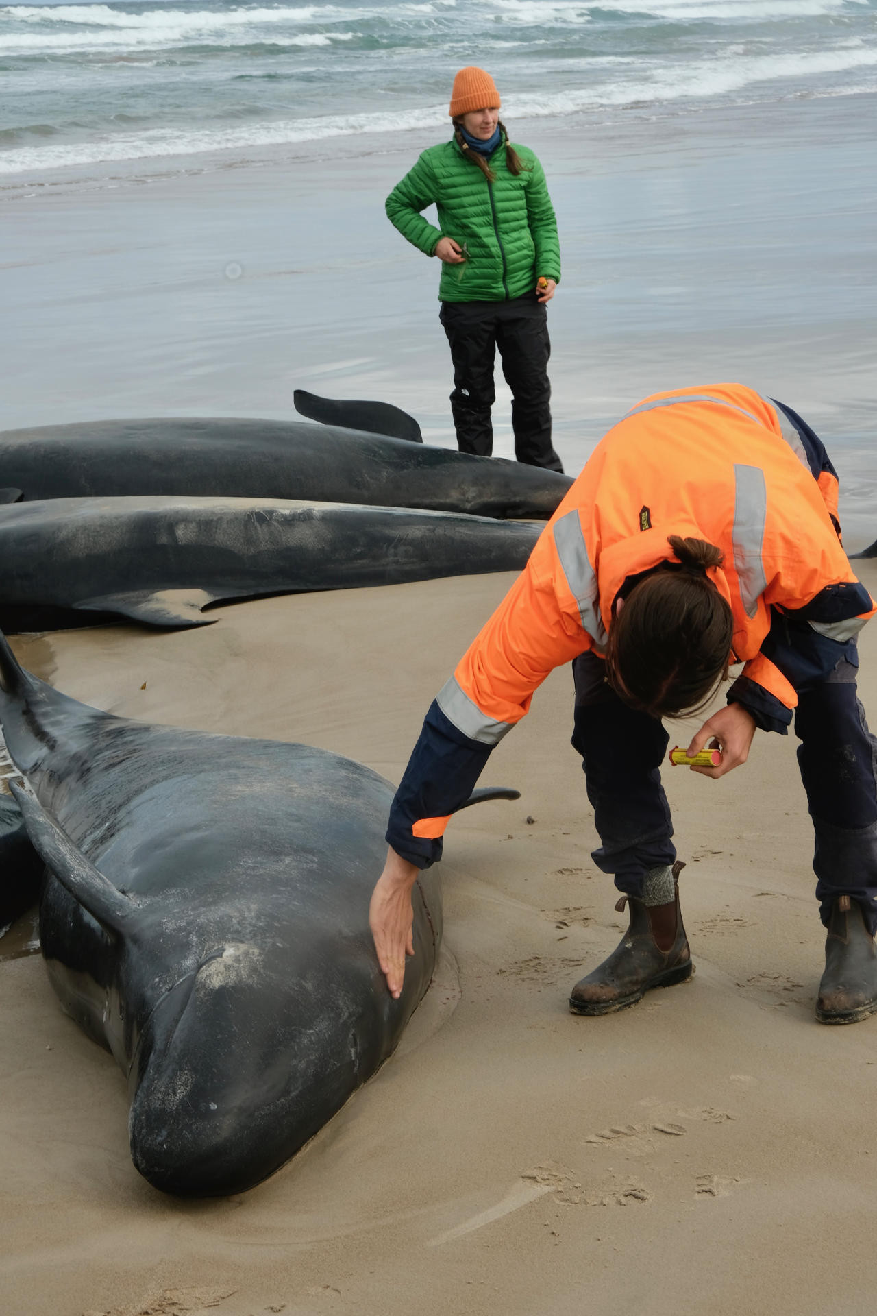 Mueren ballenas en Australia. Fuente: EFE