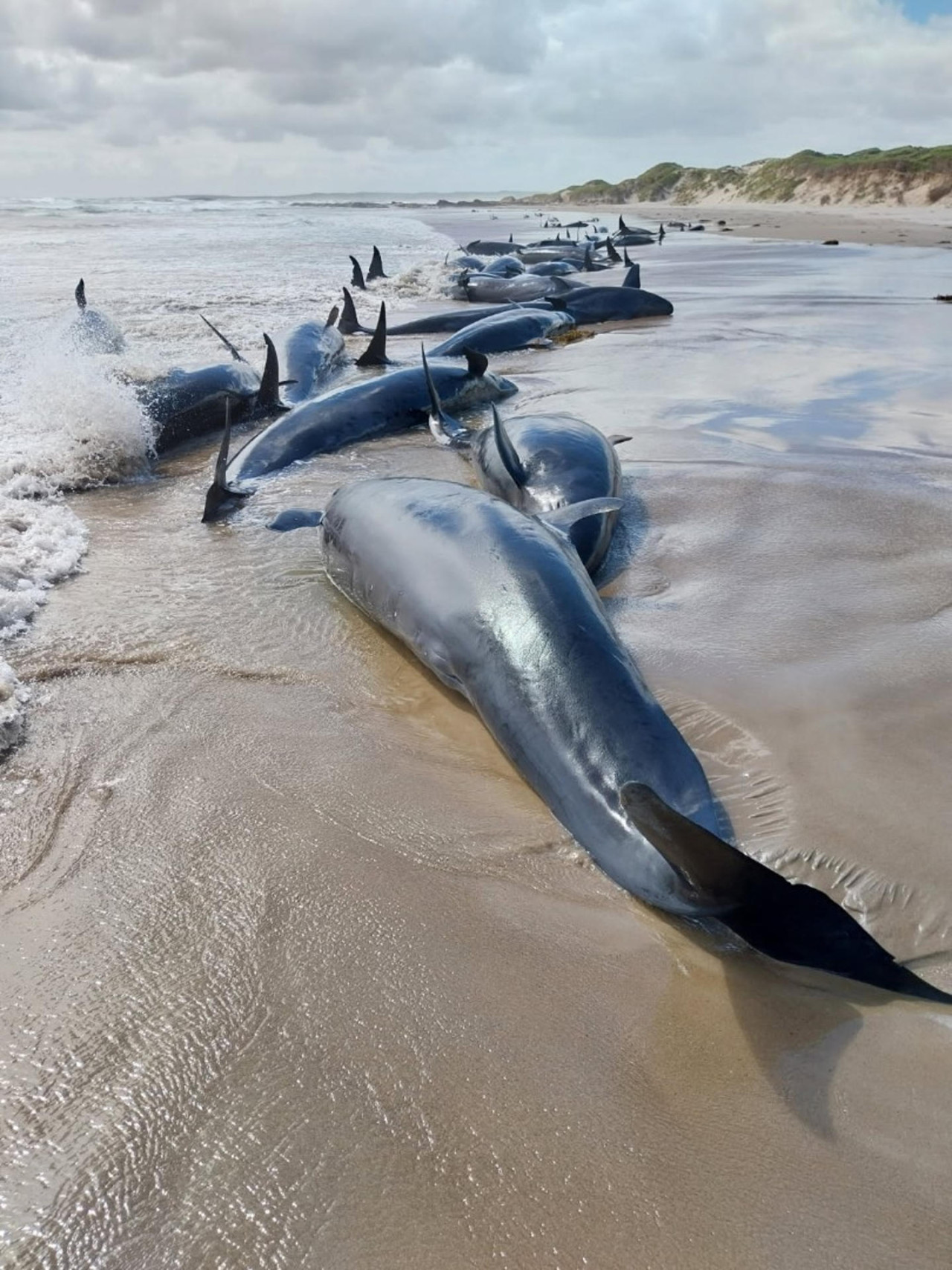 Mueren ballenas en Australia. Fuente: EFE