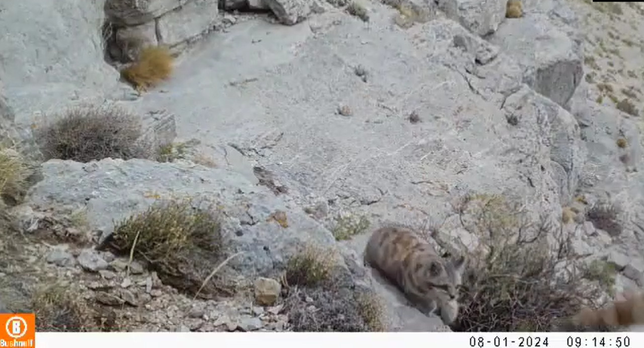 Gato andino y su cría. Foto: captura video WCS Argentina.