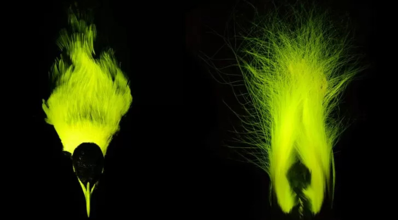 Descubren un ave fluorescente. Foto Museo Americano de Historia Natural